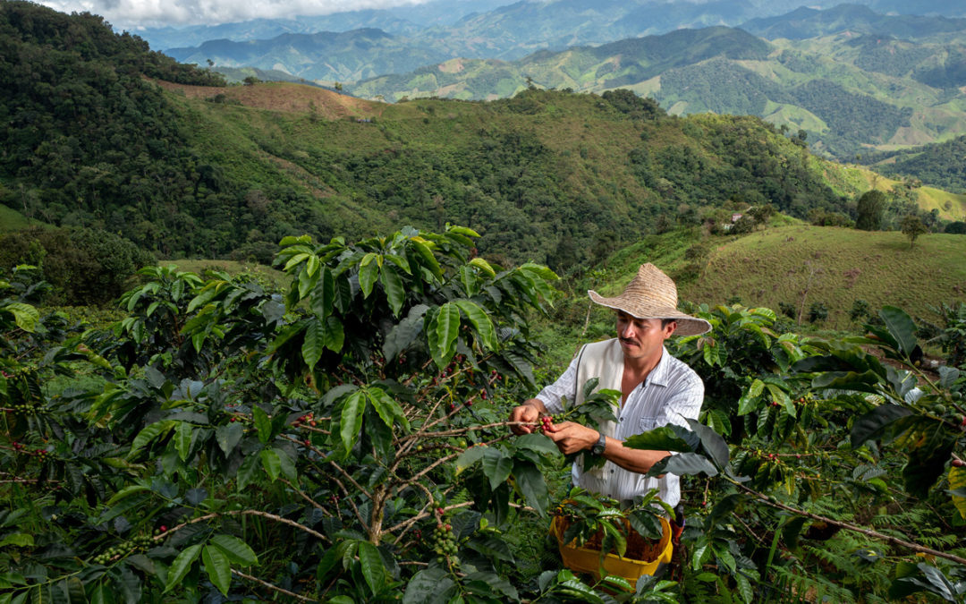 Spotlight on Colombia: Reducing deforestation amidst COVID-19 pandemic
