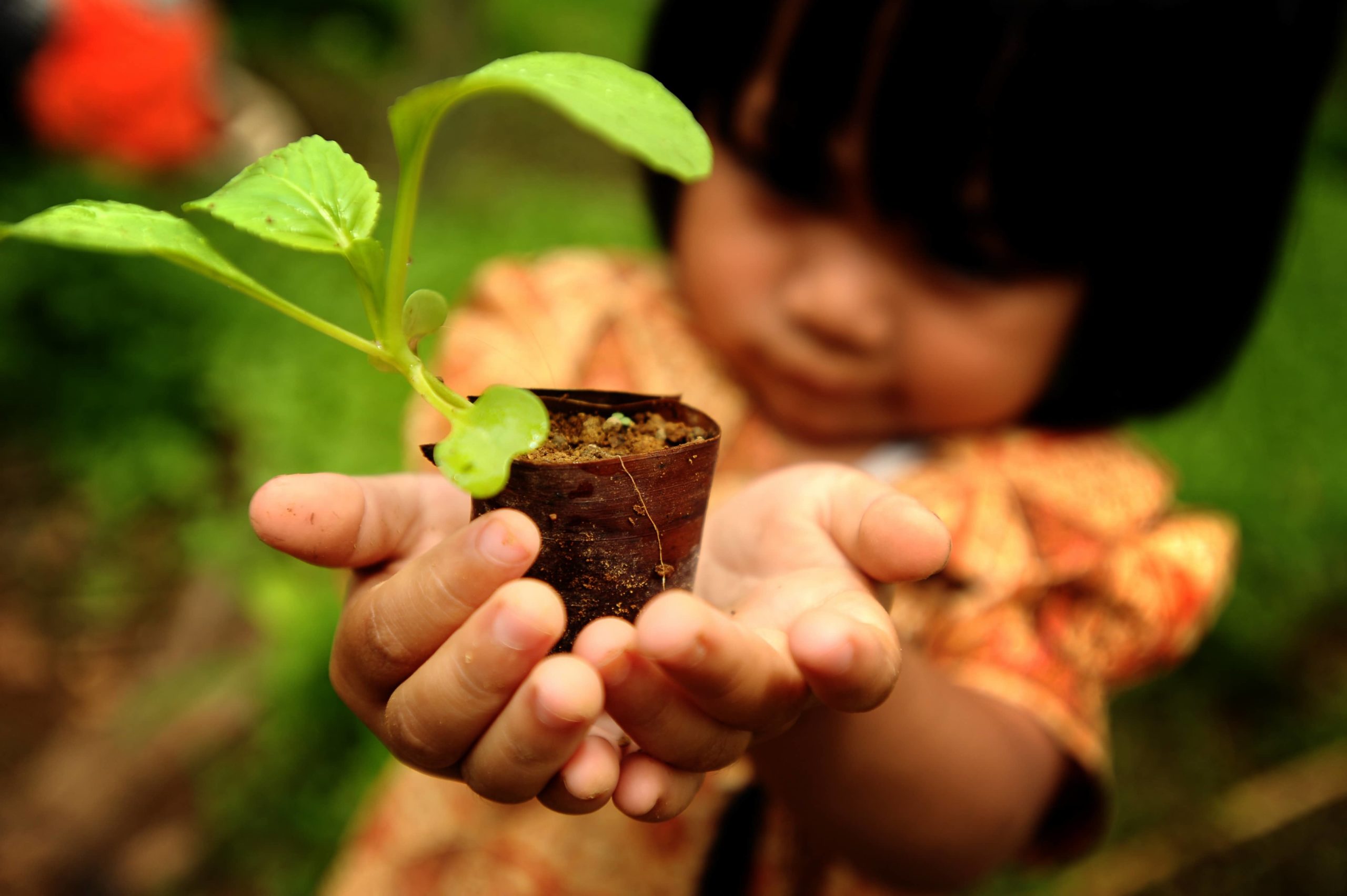Young girl holds a seedling