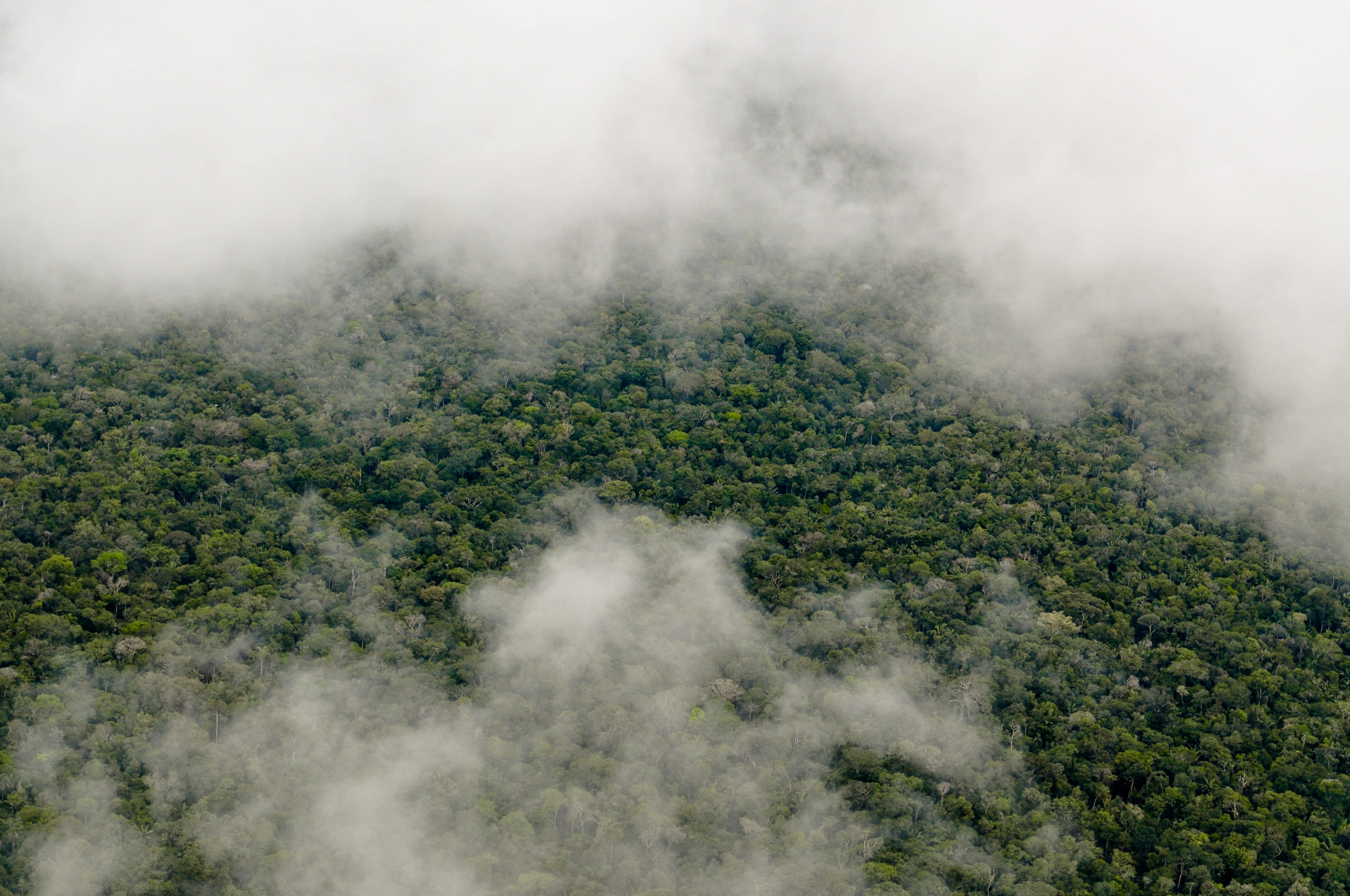Aerial view of the Amazon Rainforest with clouds
