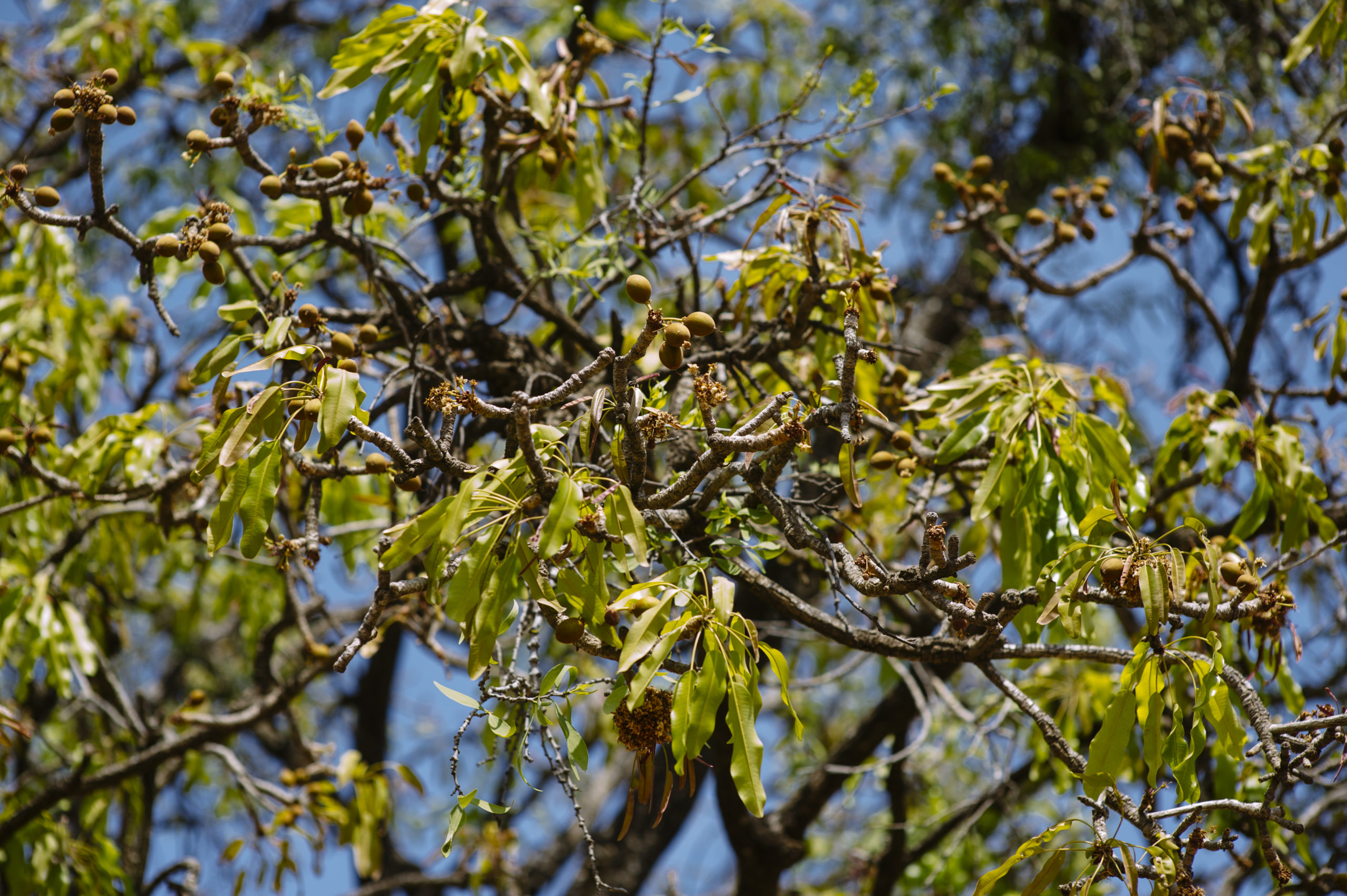 Shea tree