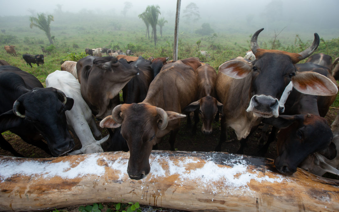 Madre de Dios announces sustainable livestock guidelines in partnership with Ministry of Agriculture of Peru