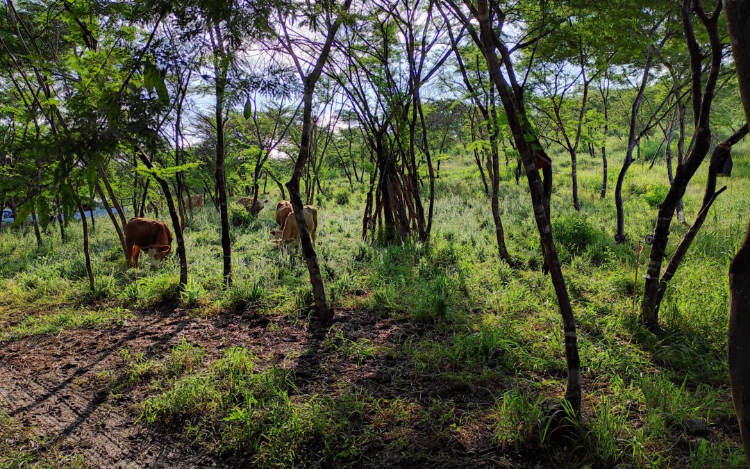Sustainable livestock in Jalisco