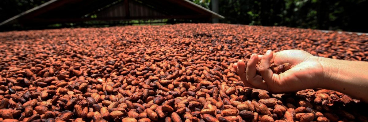 cacao beans drying, hand in foreground