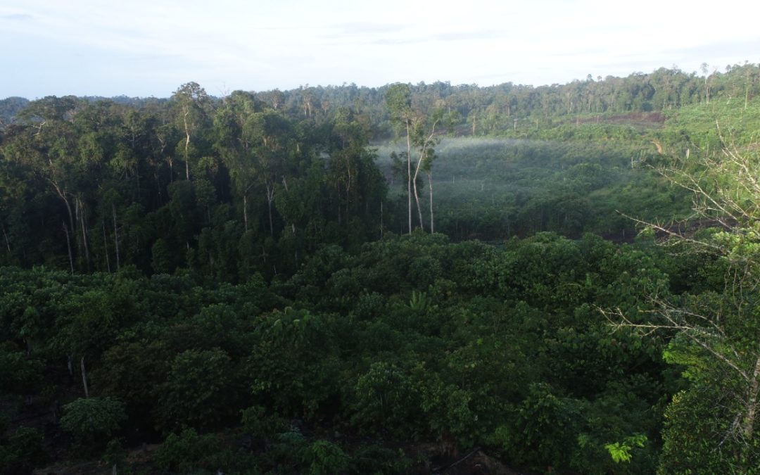 First payment from Forest Carbon Partnership Facility received for East Kalimantan efforts
