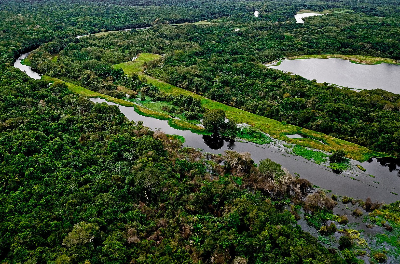 Paragua Forest