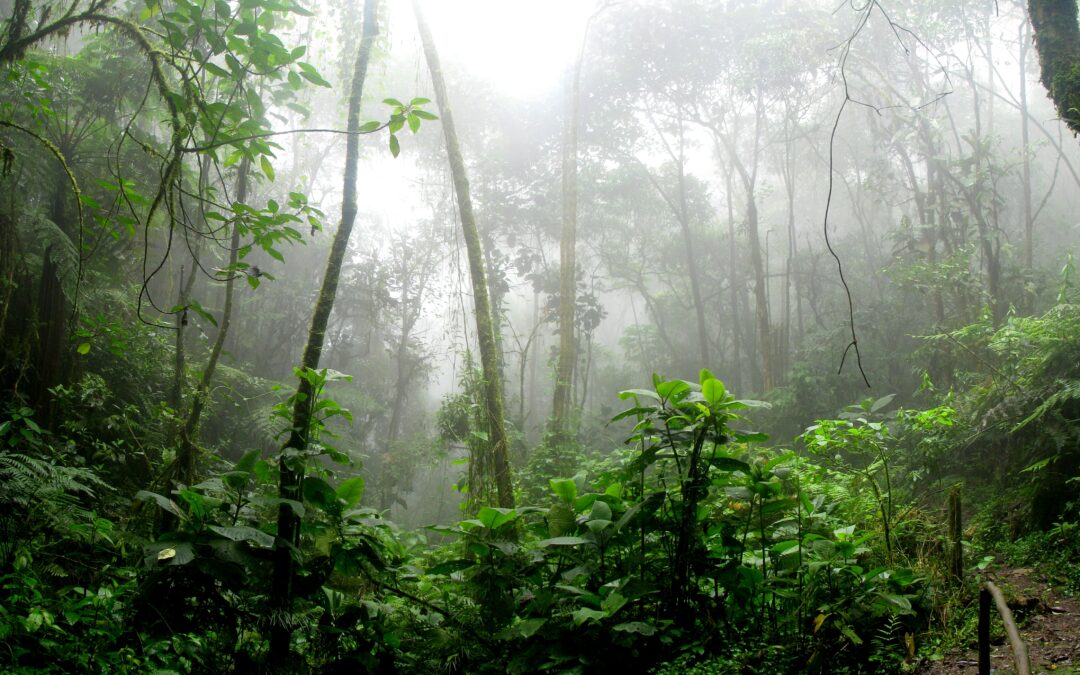 Amazon Day, the GCF Task Force, and the Future of the Brazilian Amazon