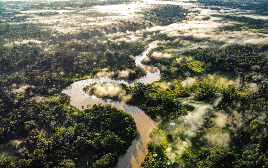 Celebrating International Day of Forests