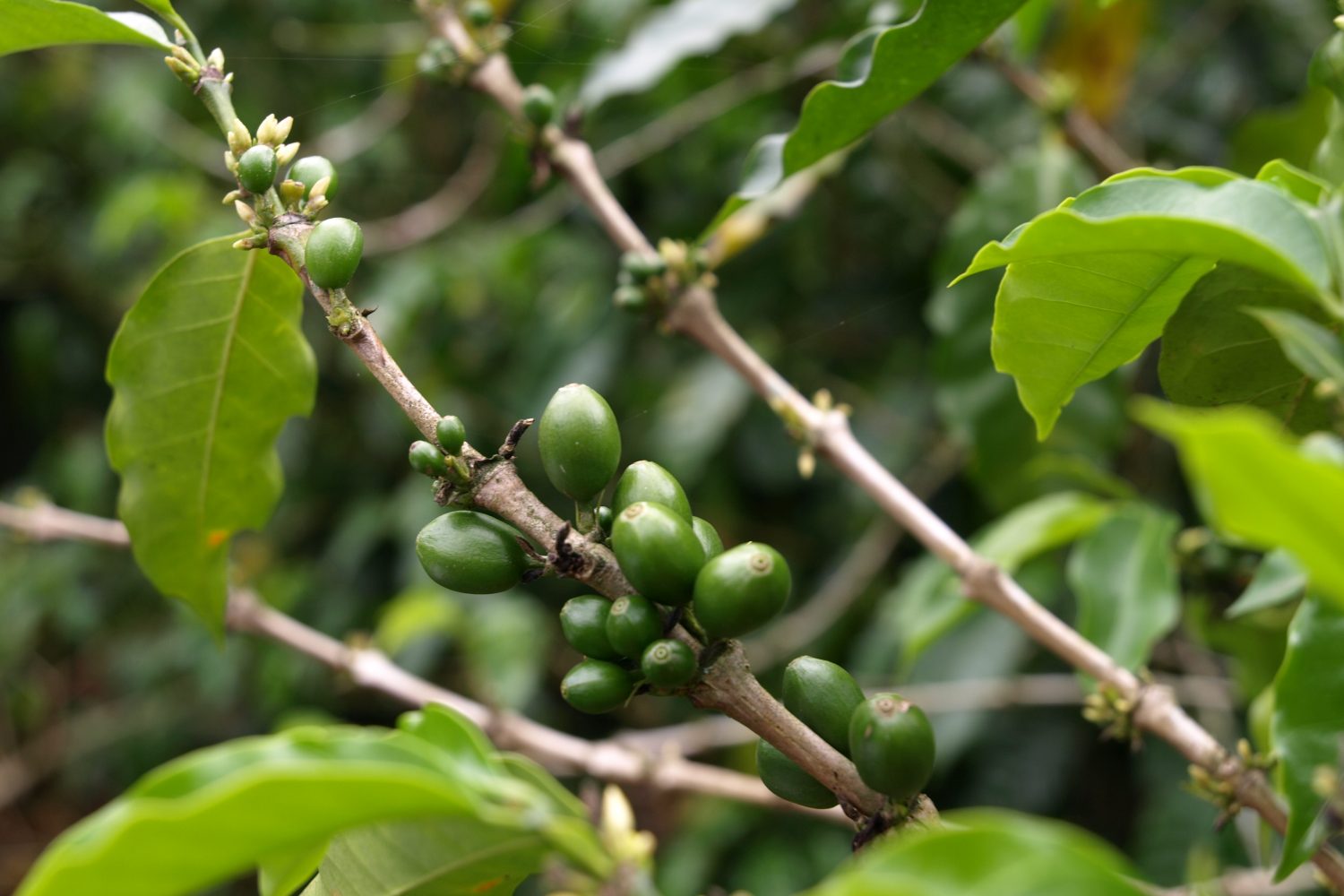 Coffee Beans