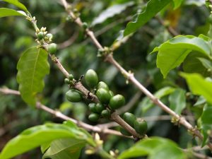 Coffee Beans