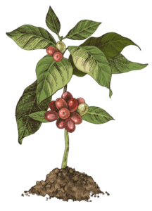 Coffee tree, San Martin Peru