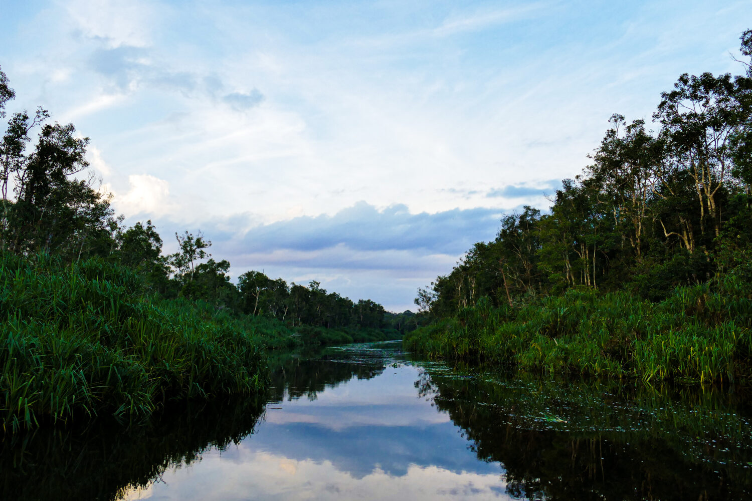 Landscape with blue sky and tropical forest reflecting on a river