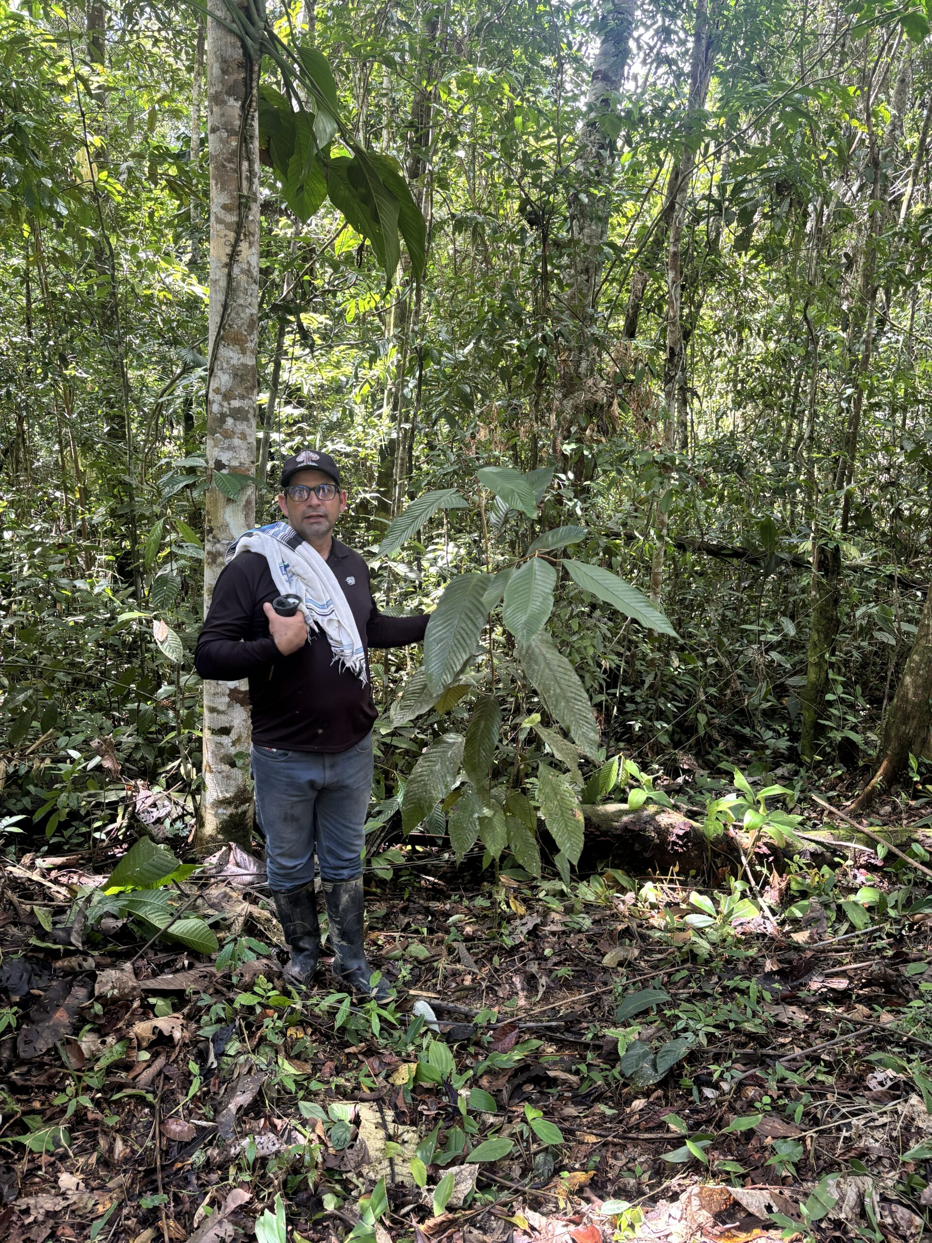 man and copoazu plant in agroforestry farm