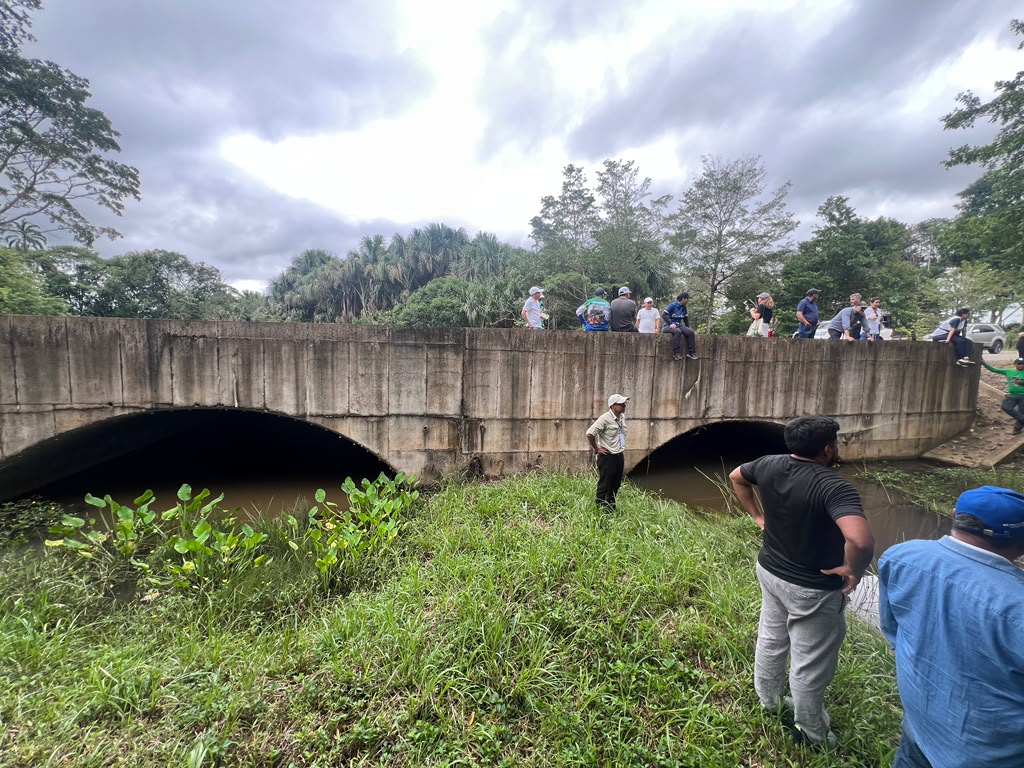bridge with two tunnels and greenery