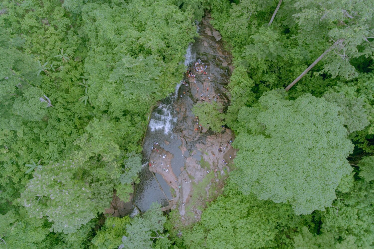 aerial view of trees in western Côte d'Ivoire
