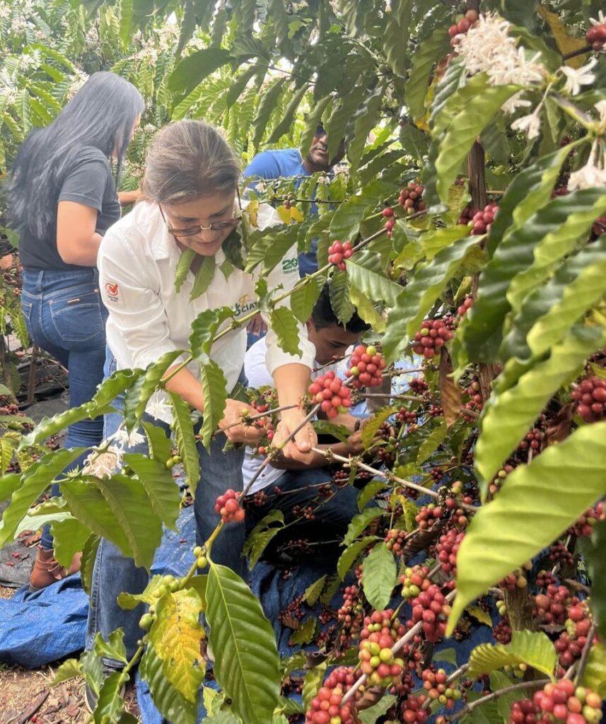 people inspecting coffee plants
