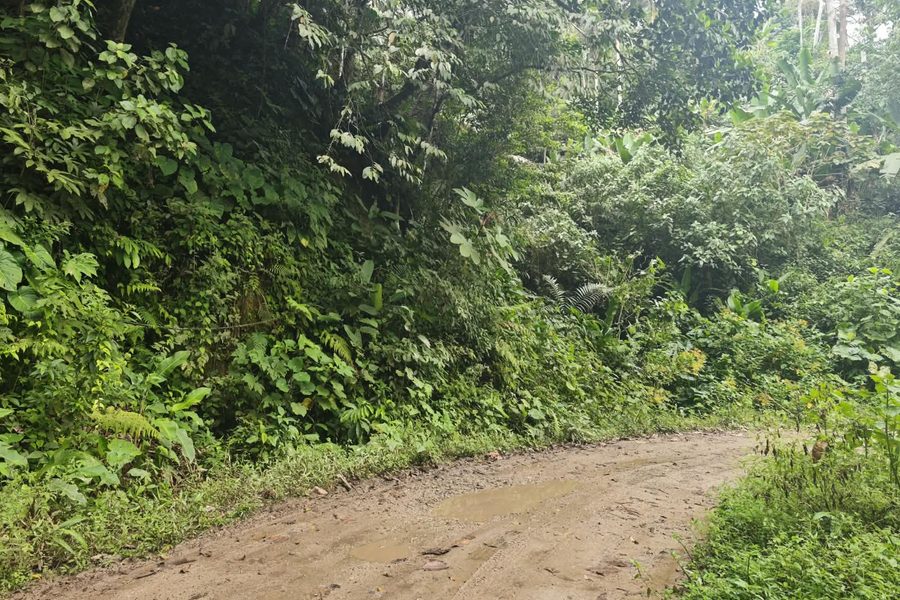 Dirt road with green foliage on sides